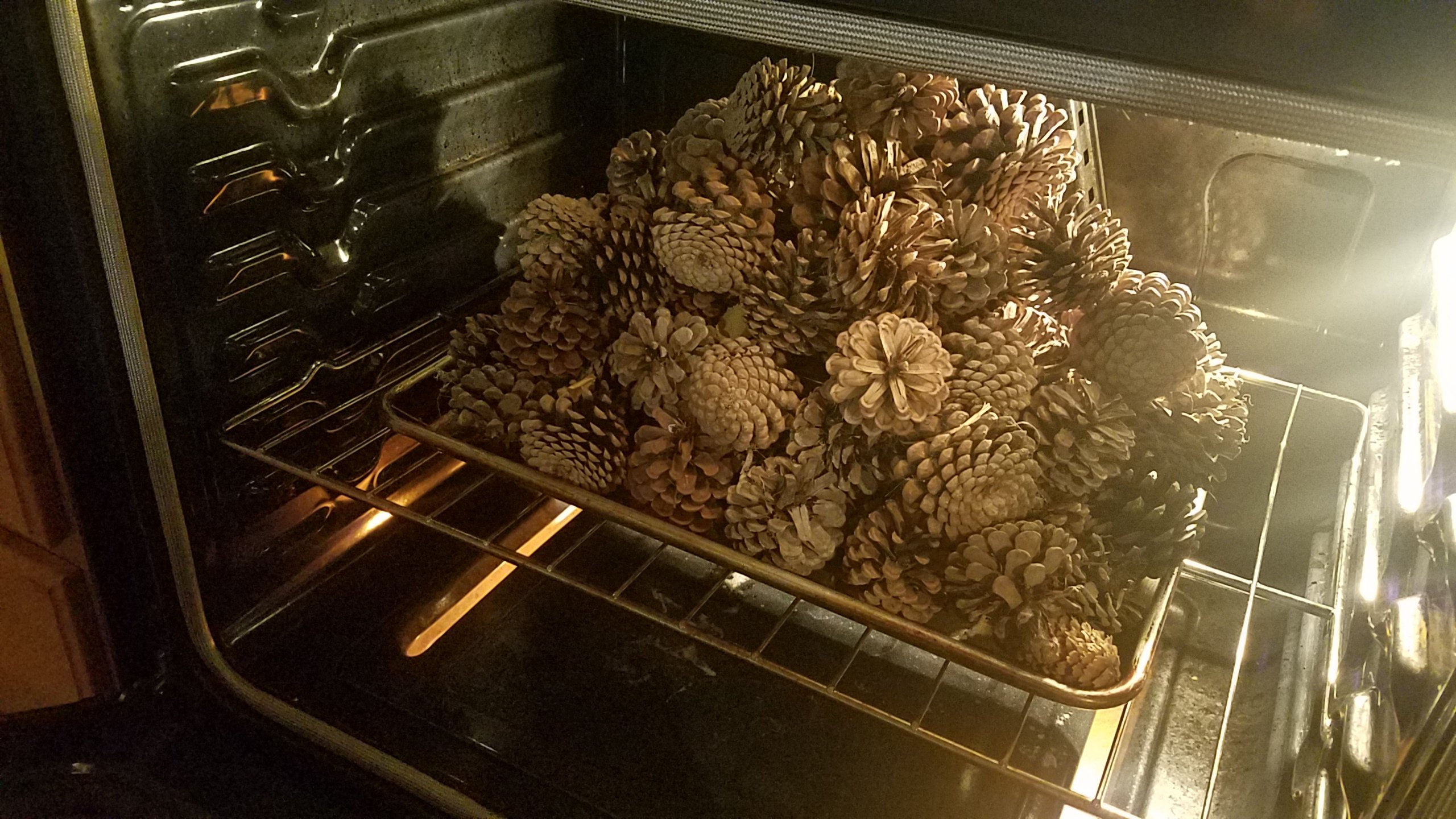 It's important to cure the pinecones to kill /remove any bugs. 