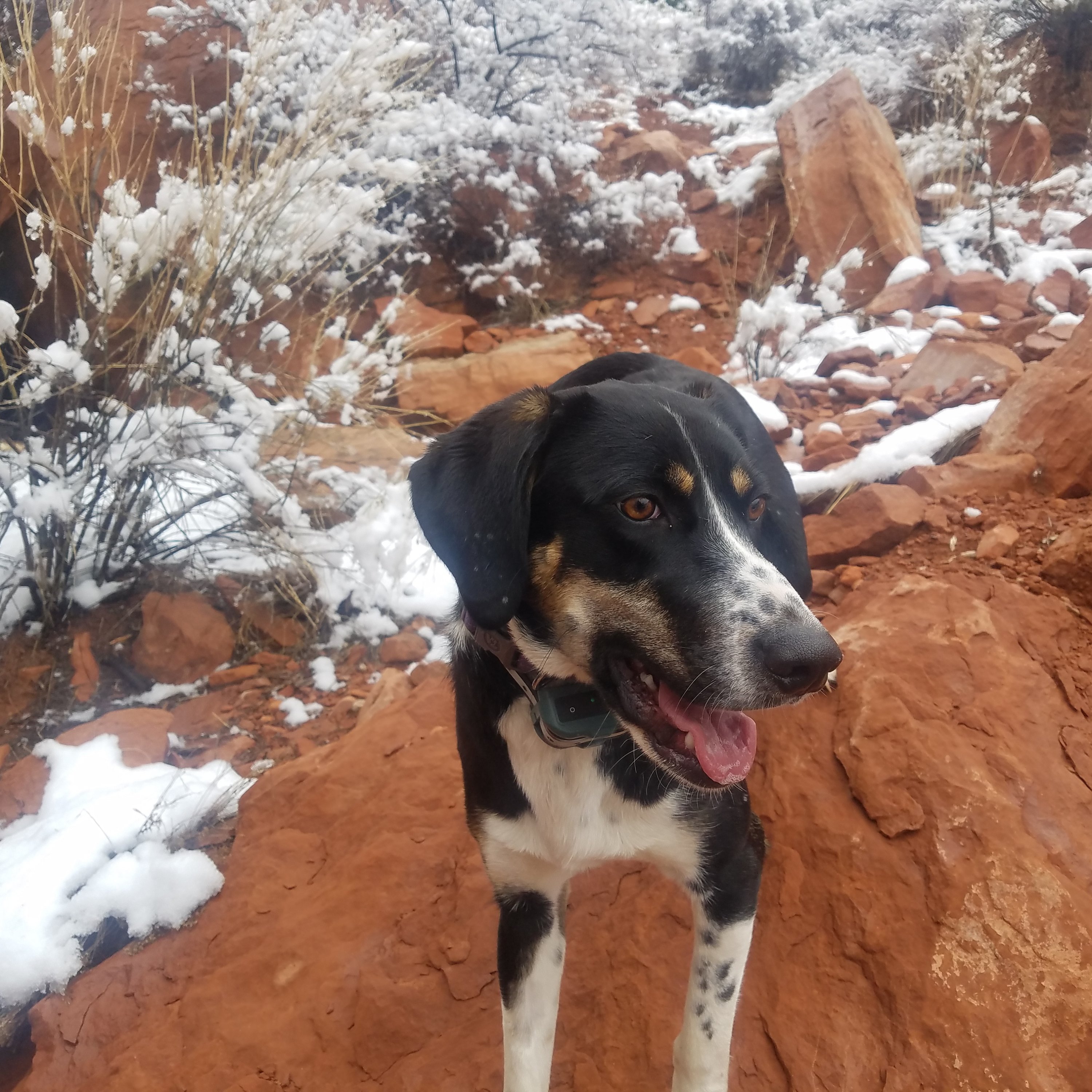 Walking the dog to earn video game time