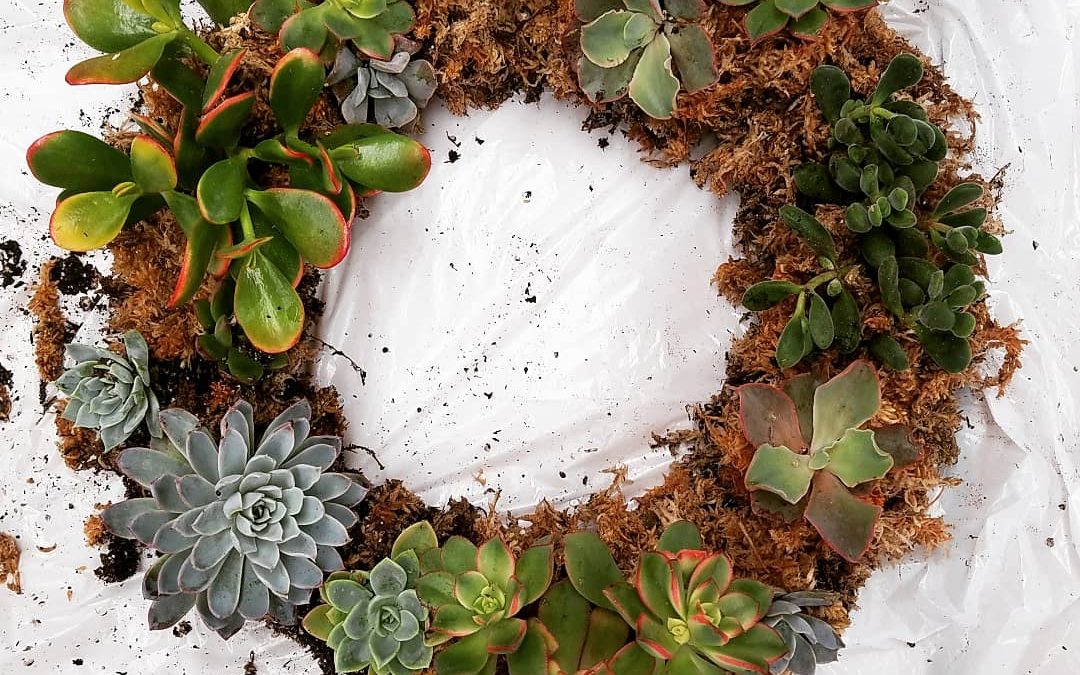 How to Make a Succulent Wreath in 3 Easy Steps