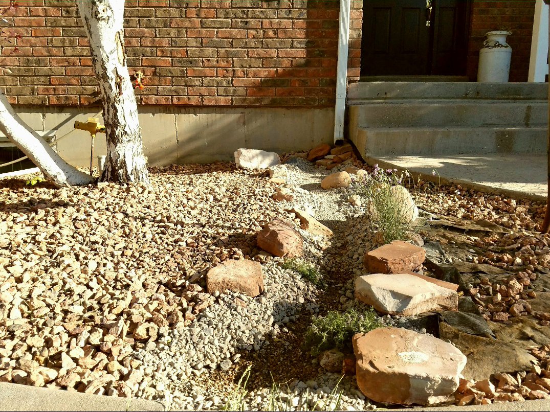 Plants that grow well near a dry creek bed