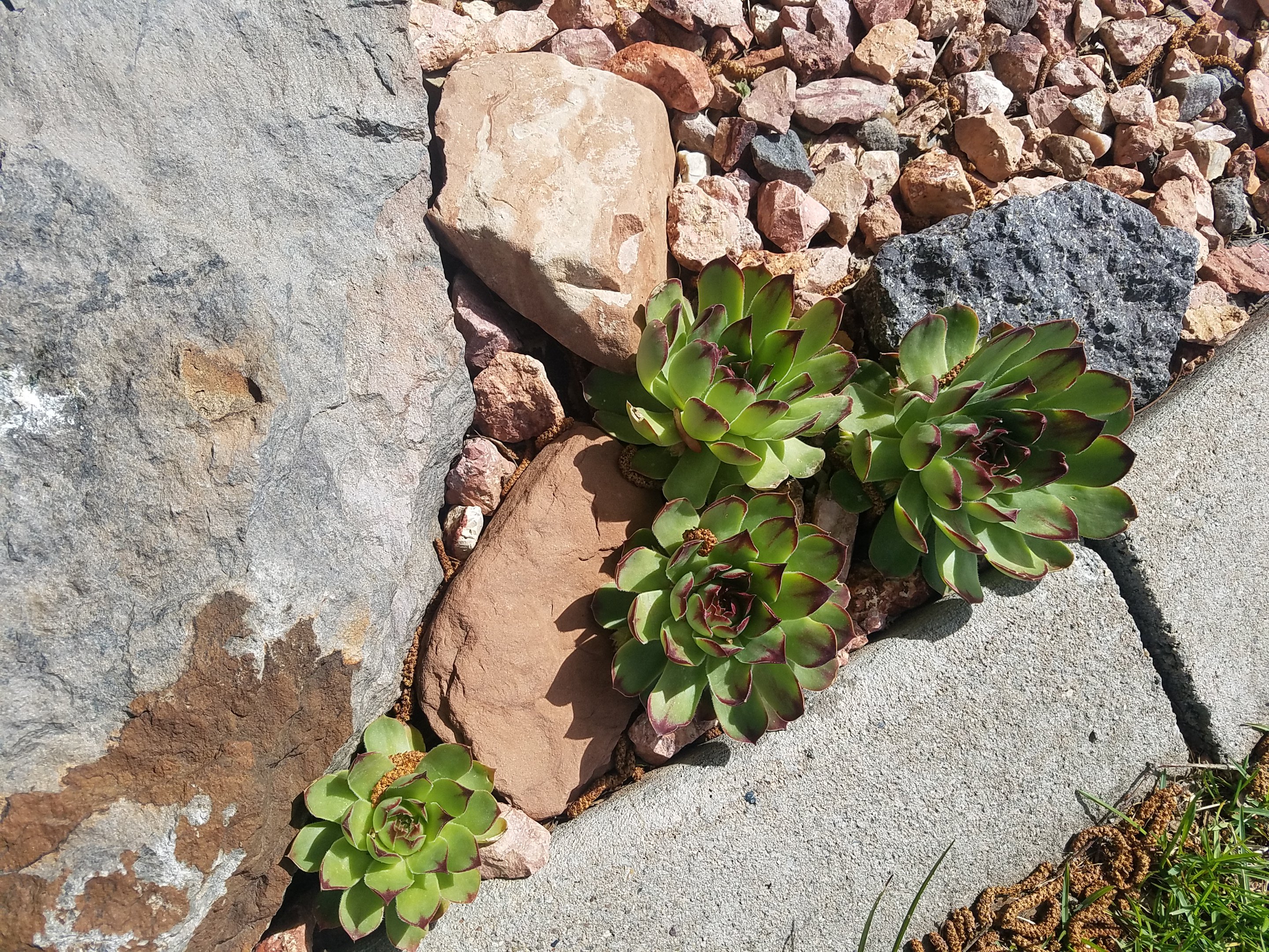Dry creek bed plants
